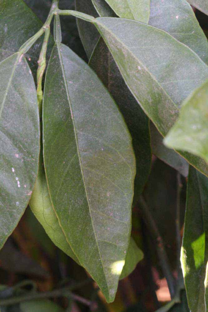              Unifoliolate leaf (Riverside, CA)       